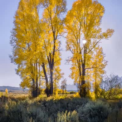 Cottonwood Trees, USA