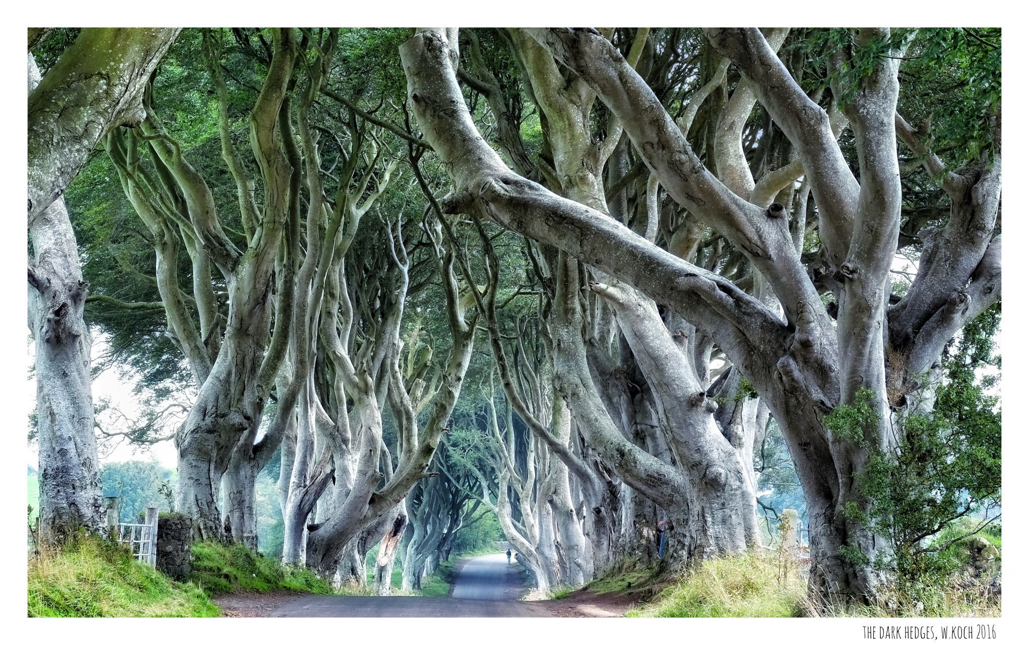 The Dark Hedges (Road), United Kingdom