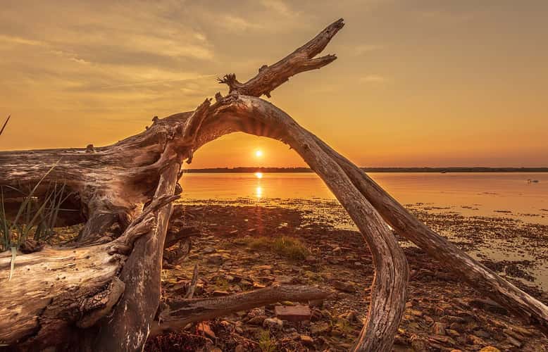 Driftwood in Holnis