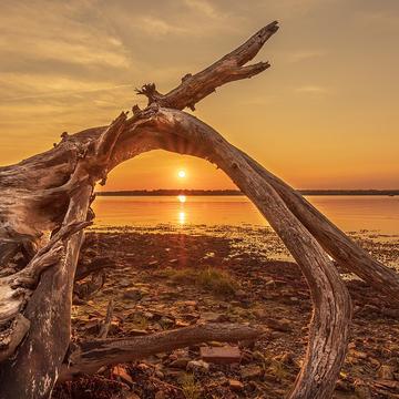 Driftwood in Holnis, Germany