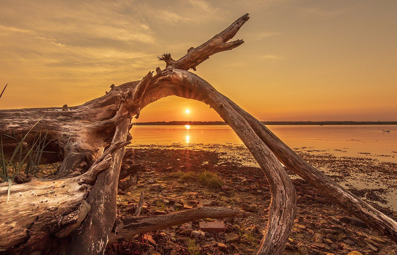 Driftwood in Holnis, Germany