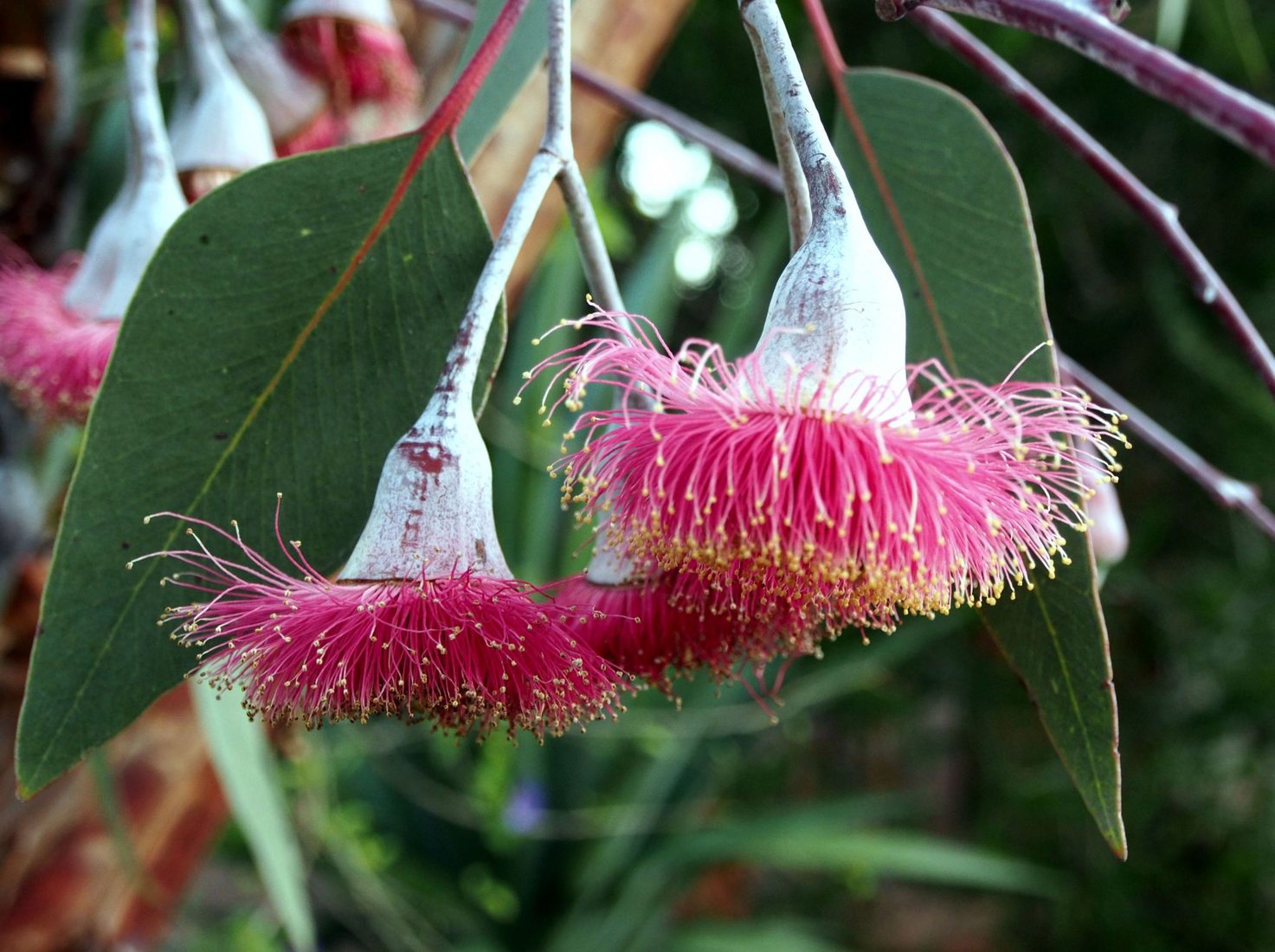 Eucalyptus caesia Silver Princess