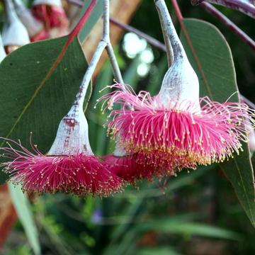 Eucalyptus Caesia “Silver Princess”, Australia