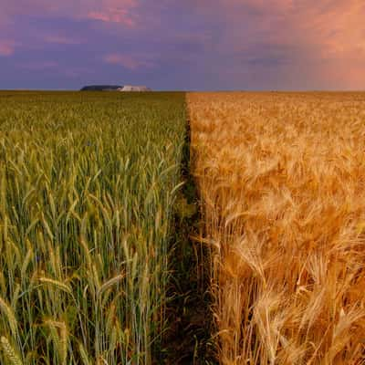 Field, Germany