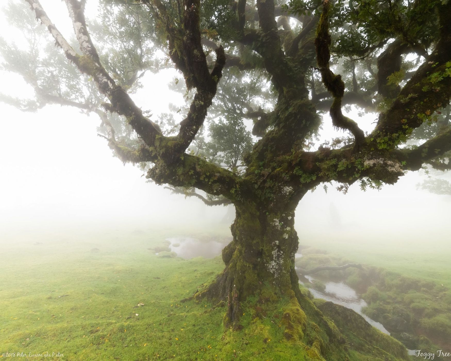 Fog Forest Fanal, Madeira, Portugal