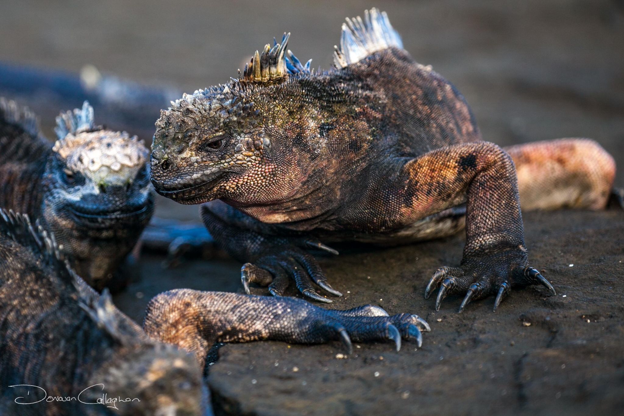 Galápagos marine iguana, Ecuador