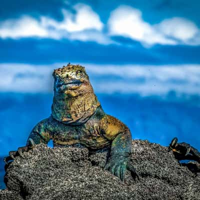 Galapagos Sea Iguana sunning himself, Ecuador