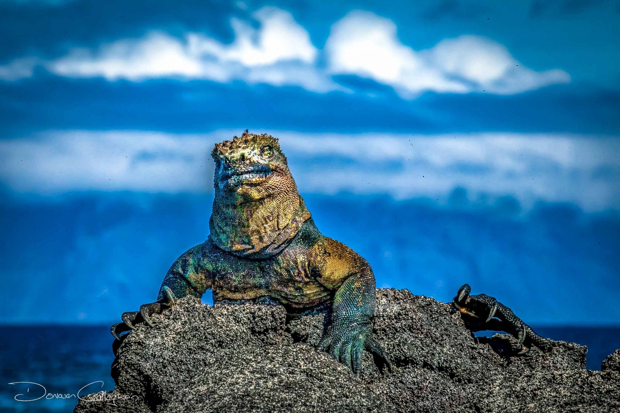 Galapagos Sea Iguana sunning himself, Ecuador