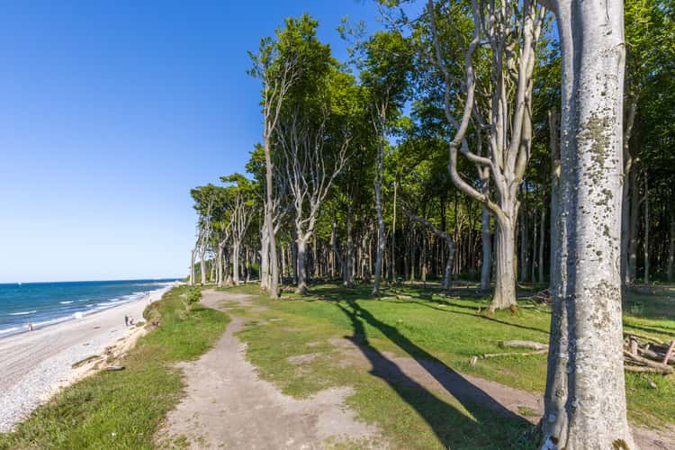Gespensterwald (Ghost Forrest), Nienhagen