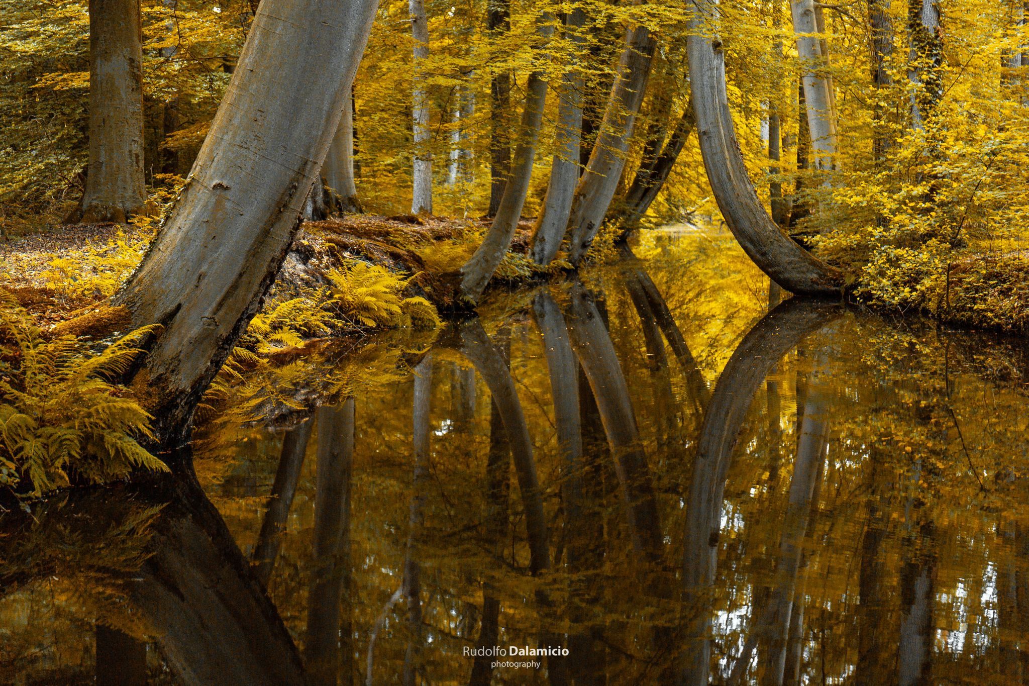 Golden Leaves are expensive, Netherlands