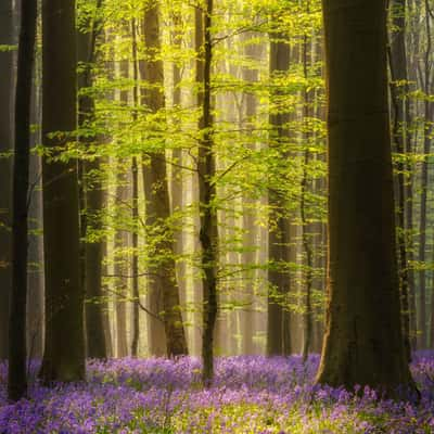 Hallerbos, Belgium