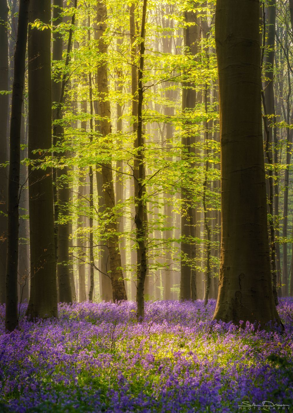 Hallerbos, Belgium