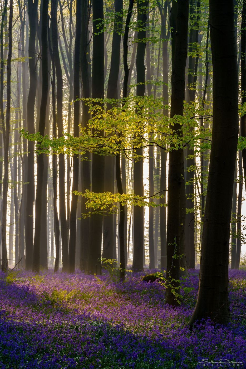 Hallerbos bluebells, Belgium