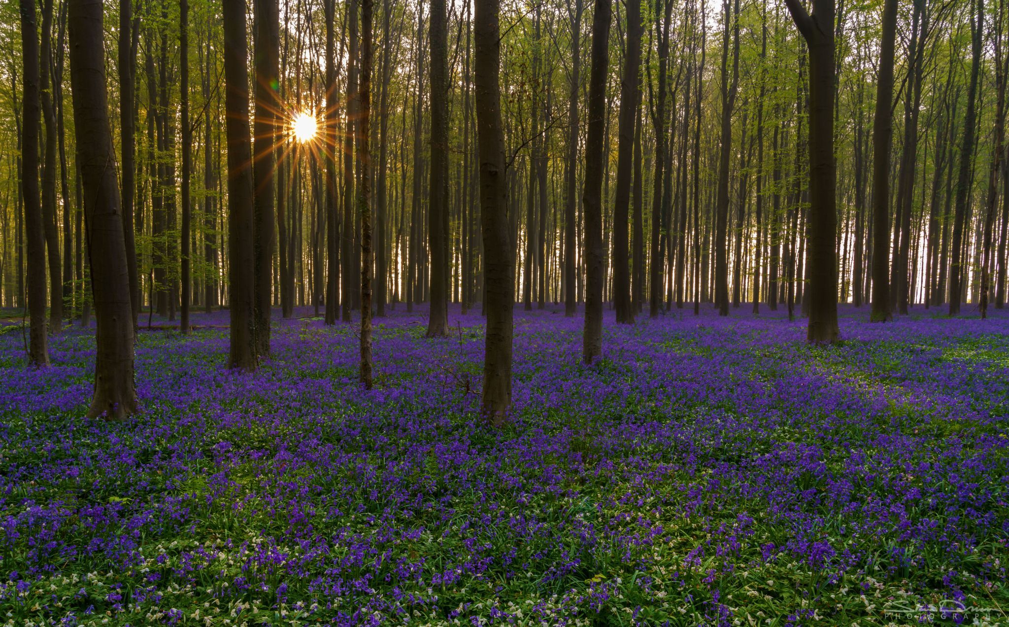Hallerbos bluebells, Belgium