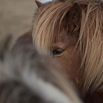 Iceland Horses, Iceland