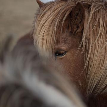 Iceland Horses, Iceland
