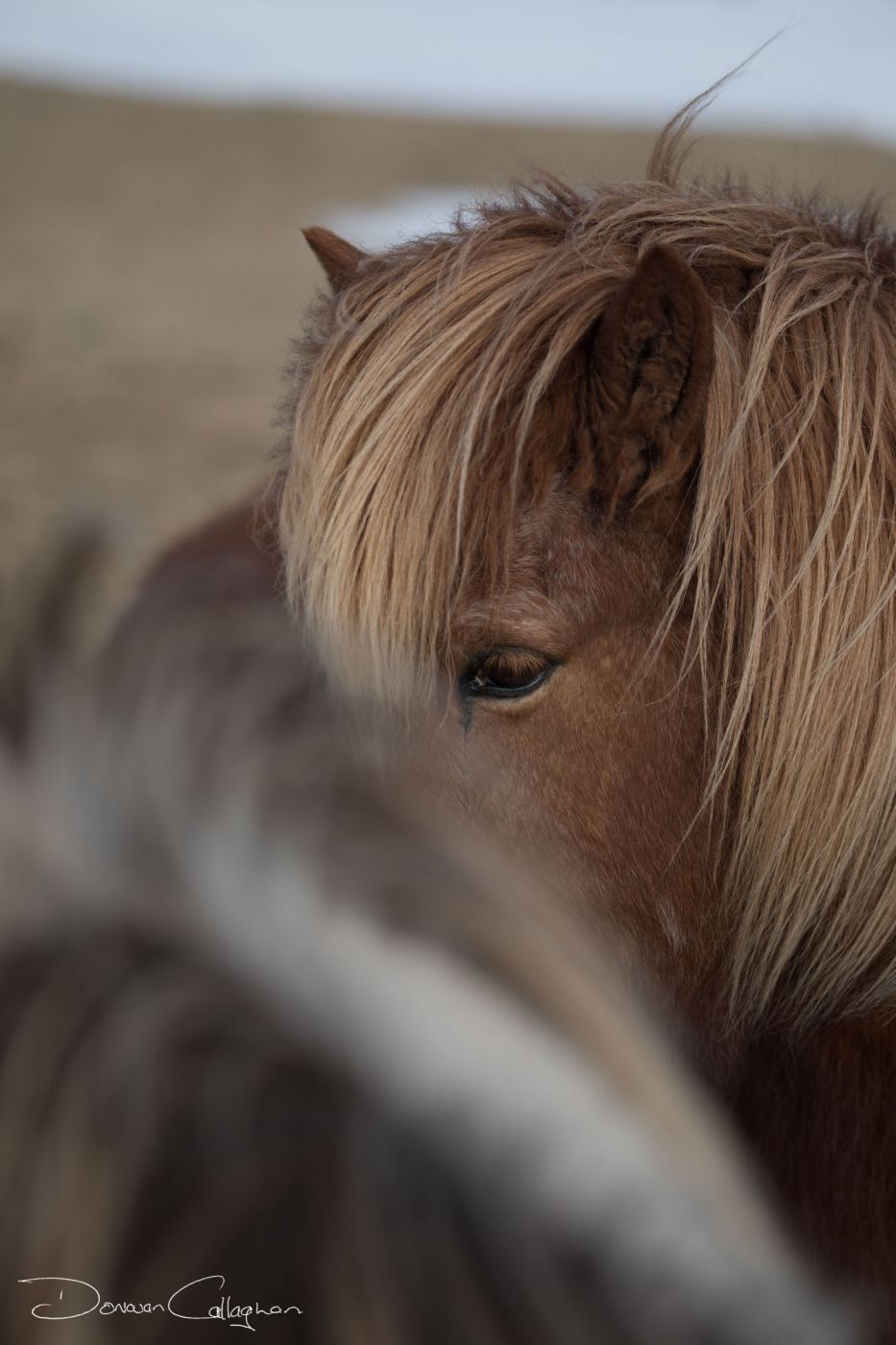 Iceland Horses, Iceland