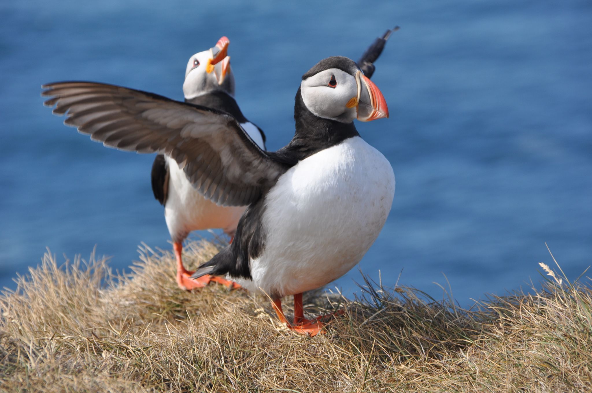 Puffin, Iceland