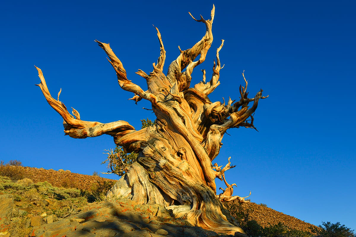 Methuselah Tree, White Mountains, USA