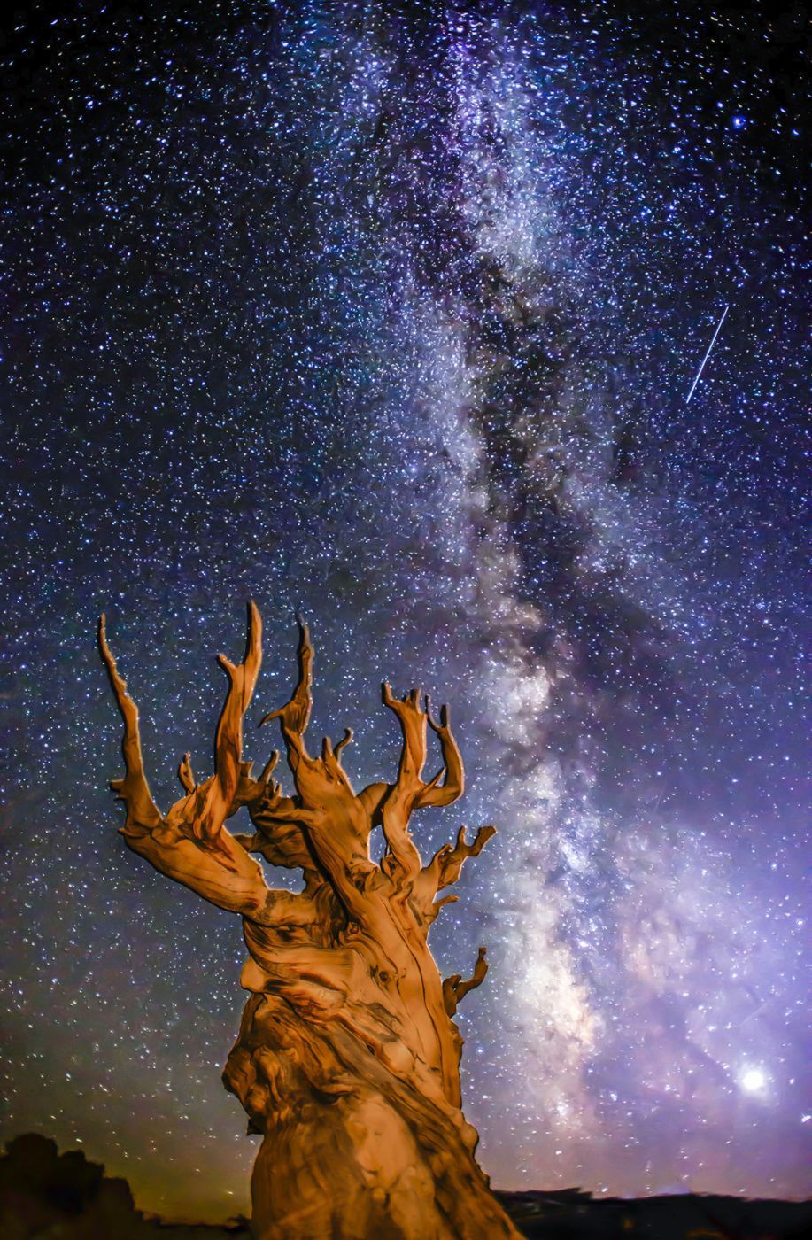 Methuselah Tree, White Mountains, USA
