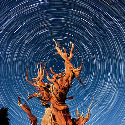 Methuselah Tree, White Mountains, USA