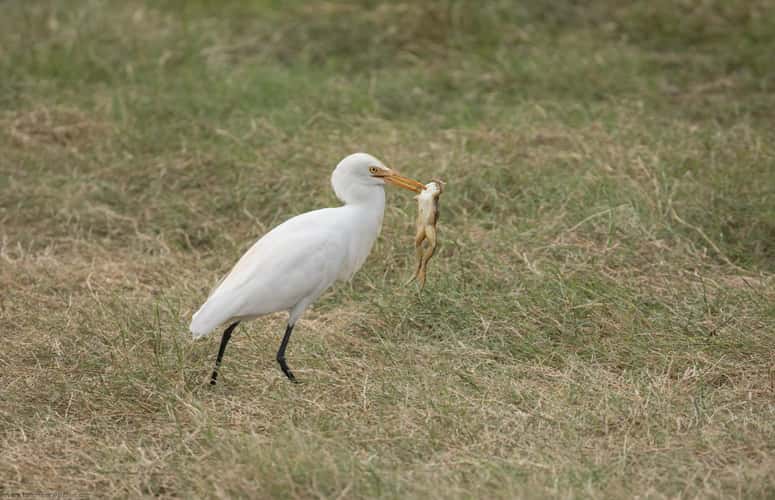Minneriya National Park, Sri lanka