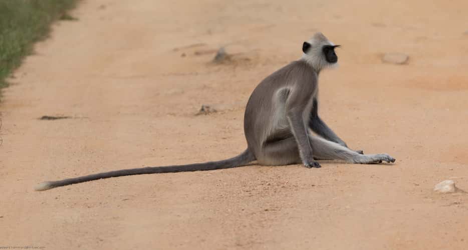 Minneriya National Park, Sri lanka