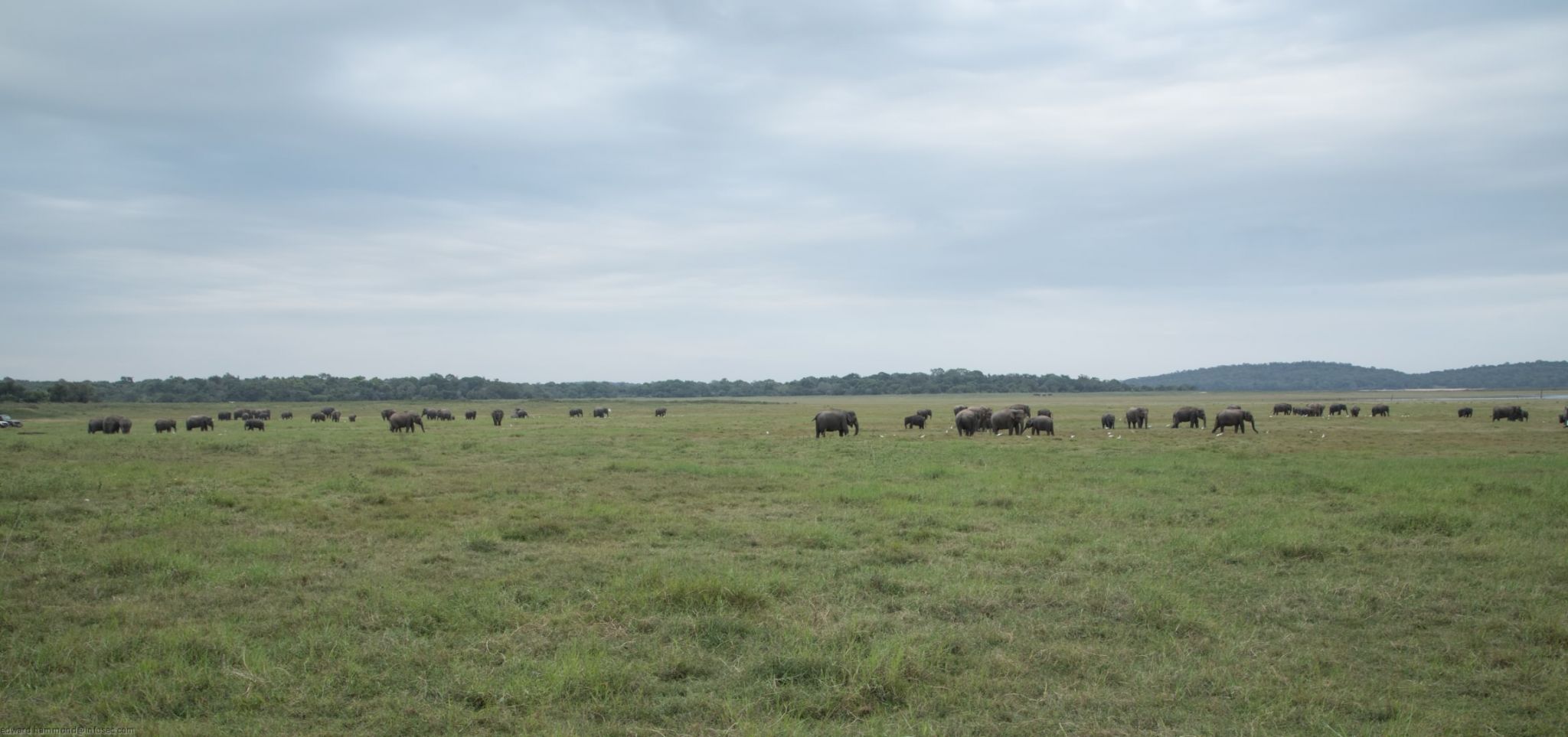 Minneriya National Park, Sri lanka, Sri Lanka
