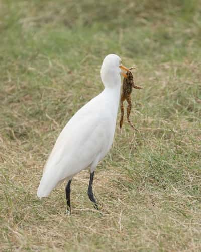 Minneriya National Park, Sri lanka