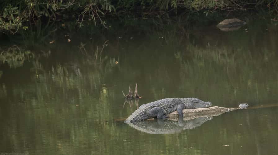 Minneriya National Park, Sri lanka