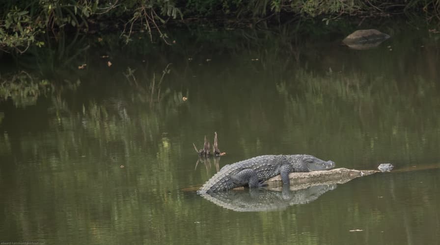 Minneriya National Park, Sri lanka
