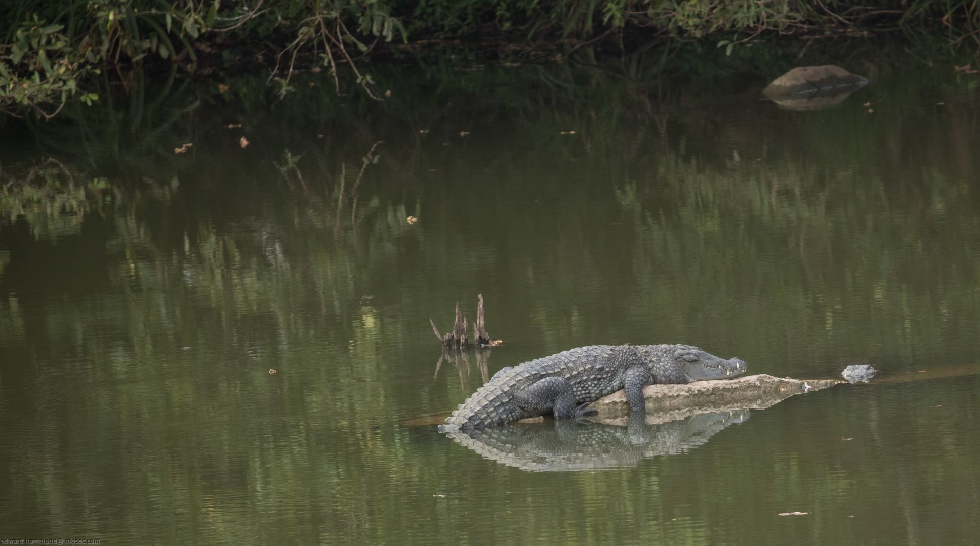 Minneriya National Park, Sri lanka, Sri Lanka