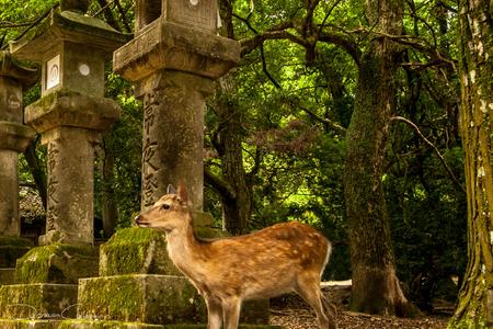 Nara Deer and Stone Lanterns