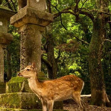 Nara Deer and Stone Lanterns, Japan