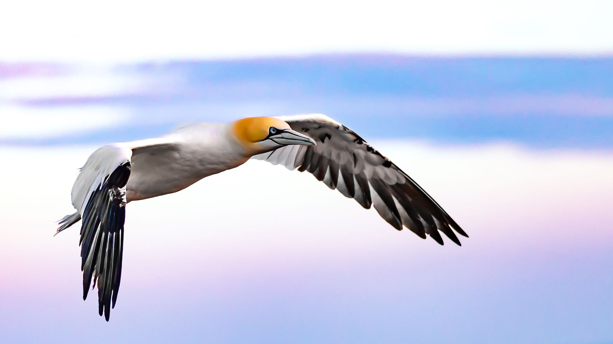 Northern gannet against evening sky, Germany