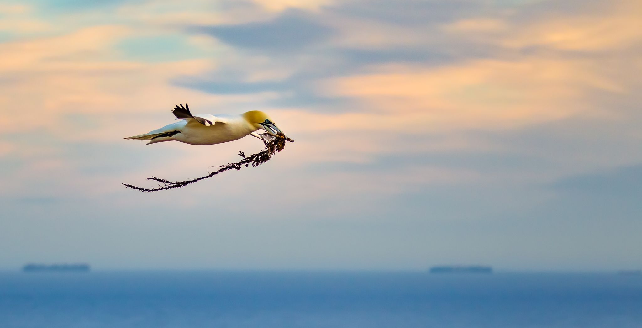 Northern gannet against evening sky, Germany