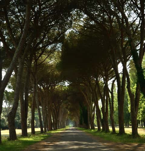 Park Parco naturale Migliarino San Rossore Massaciuccoli
