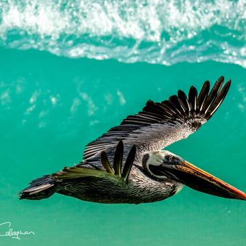Pelican surfing the waves Galapagos Islands, Ecuador
