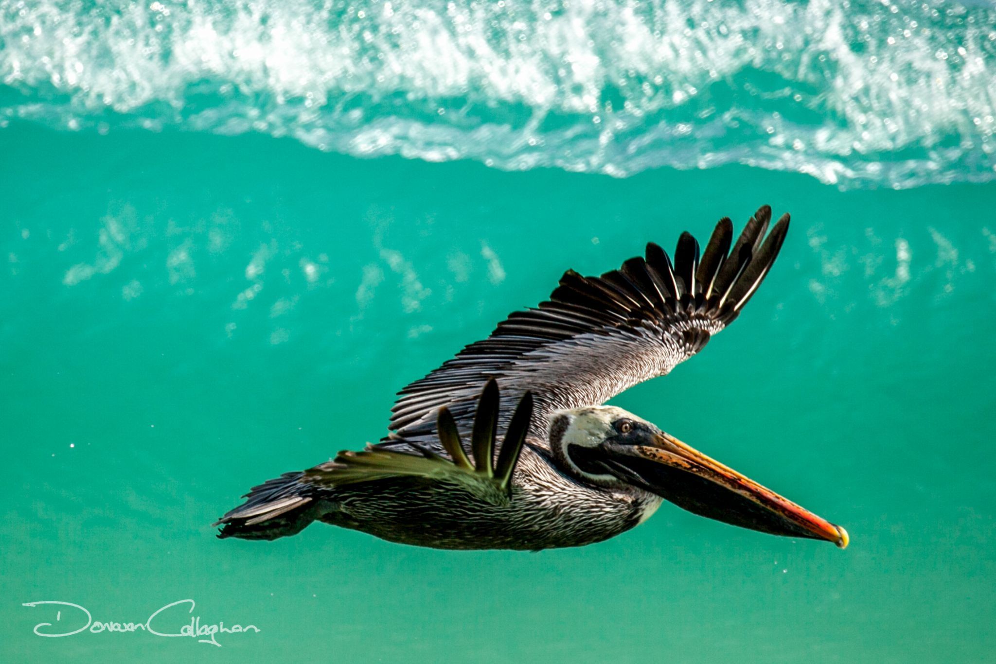Pelican surfing the waves Galapagos Islands, Ecuador