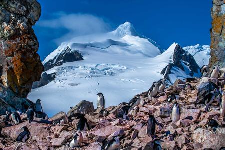 Penguins Nesting in front of Mountain Antarctica
