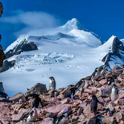 Penguins Nesting in front of Mountain Antarctica, Antarctica