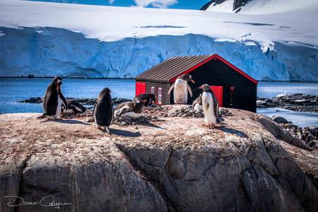 Penguins nesting Port Lockroy Post Office Antarctica