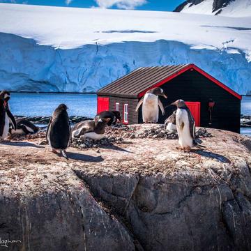 Penguins nesting Port Lockroy Post Office Antarctica, Antarctica