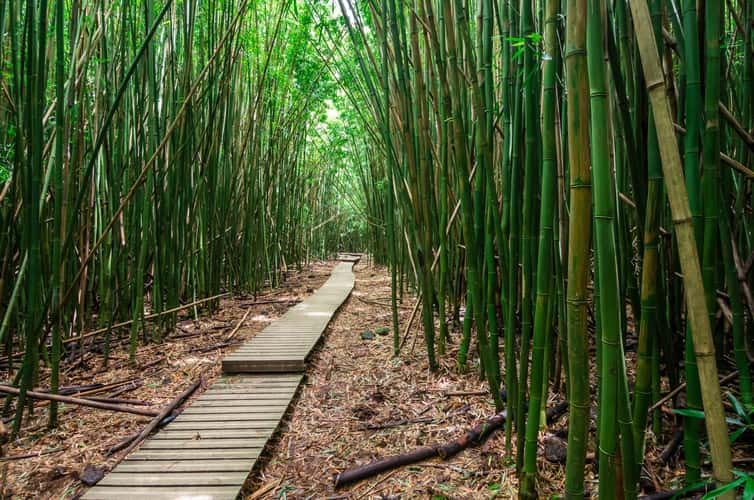 Pipiwai Trail