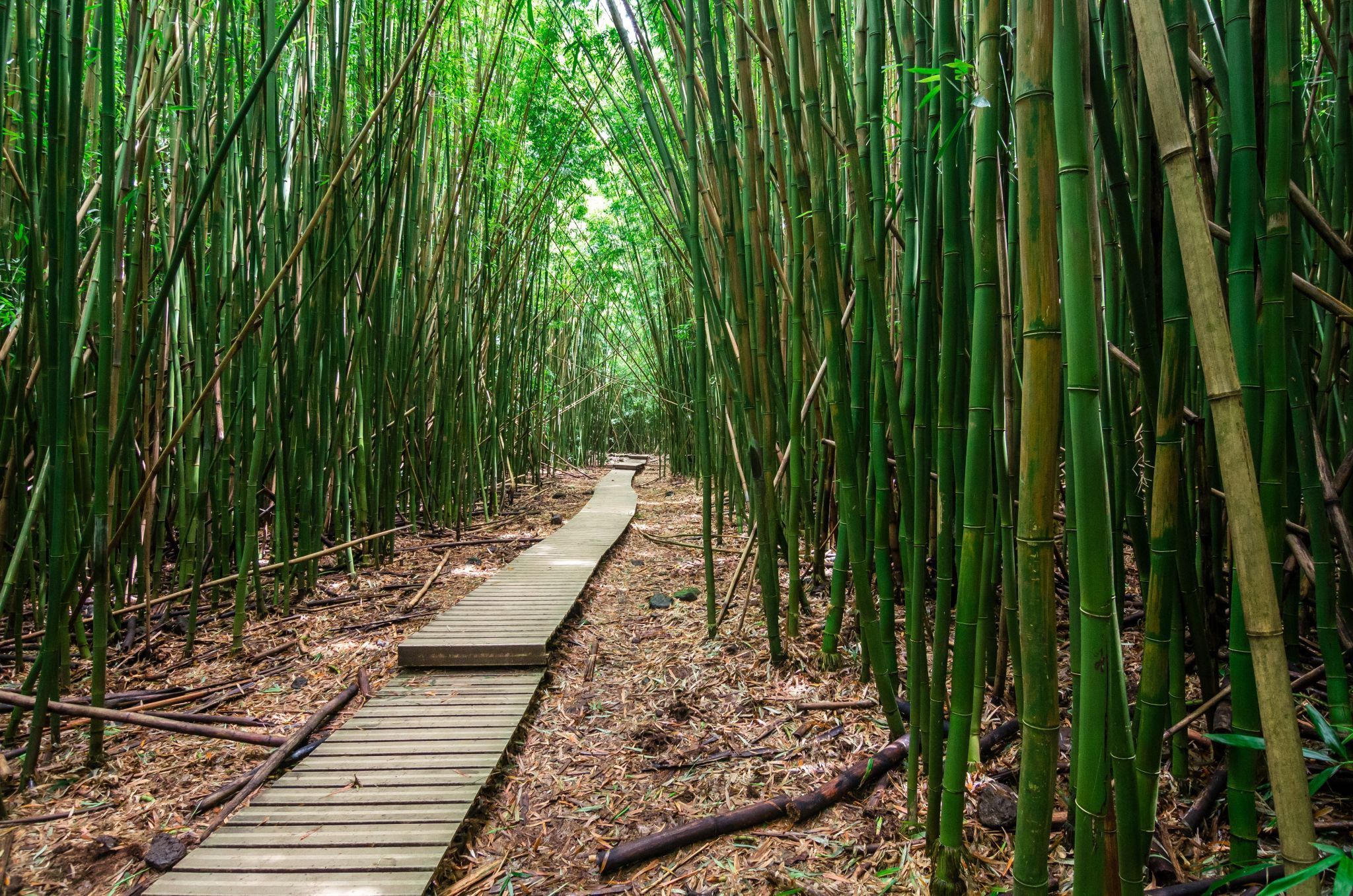 Pipiwai Trail, USA