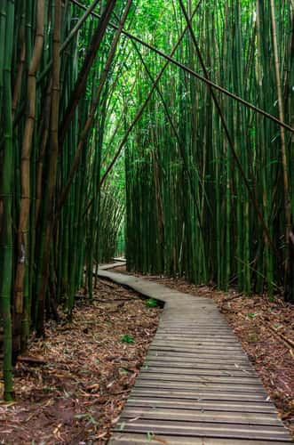 Pipiwai Trail