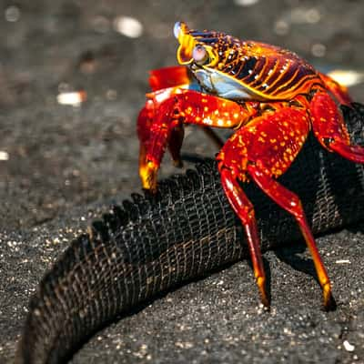 Sally Lightfoot crab on Iguana tail Galapagos Islands, Ecuador