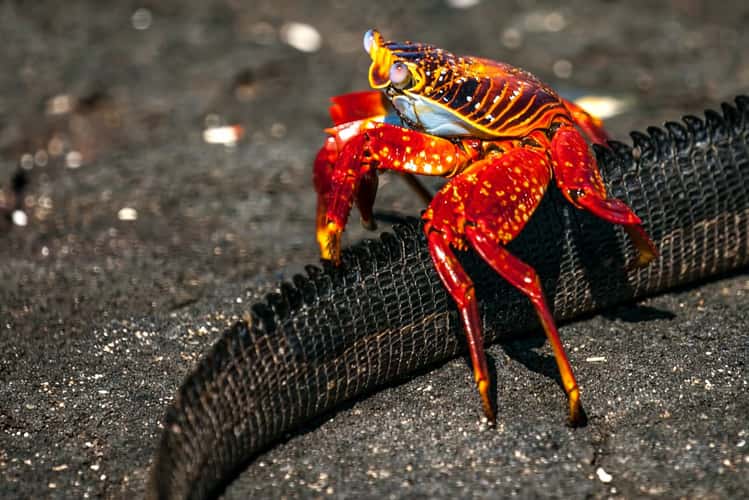 Sally Lightfoot crab on Iguana tail Galapagos Islands