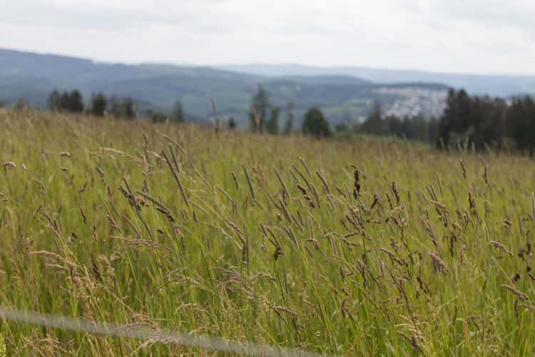 Sauerland Hegenscheid View