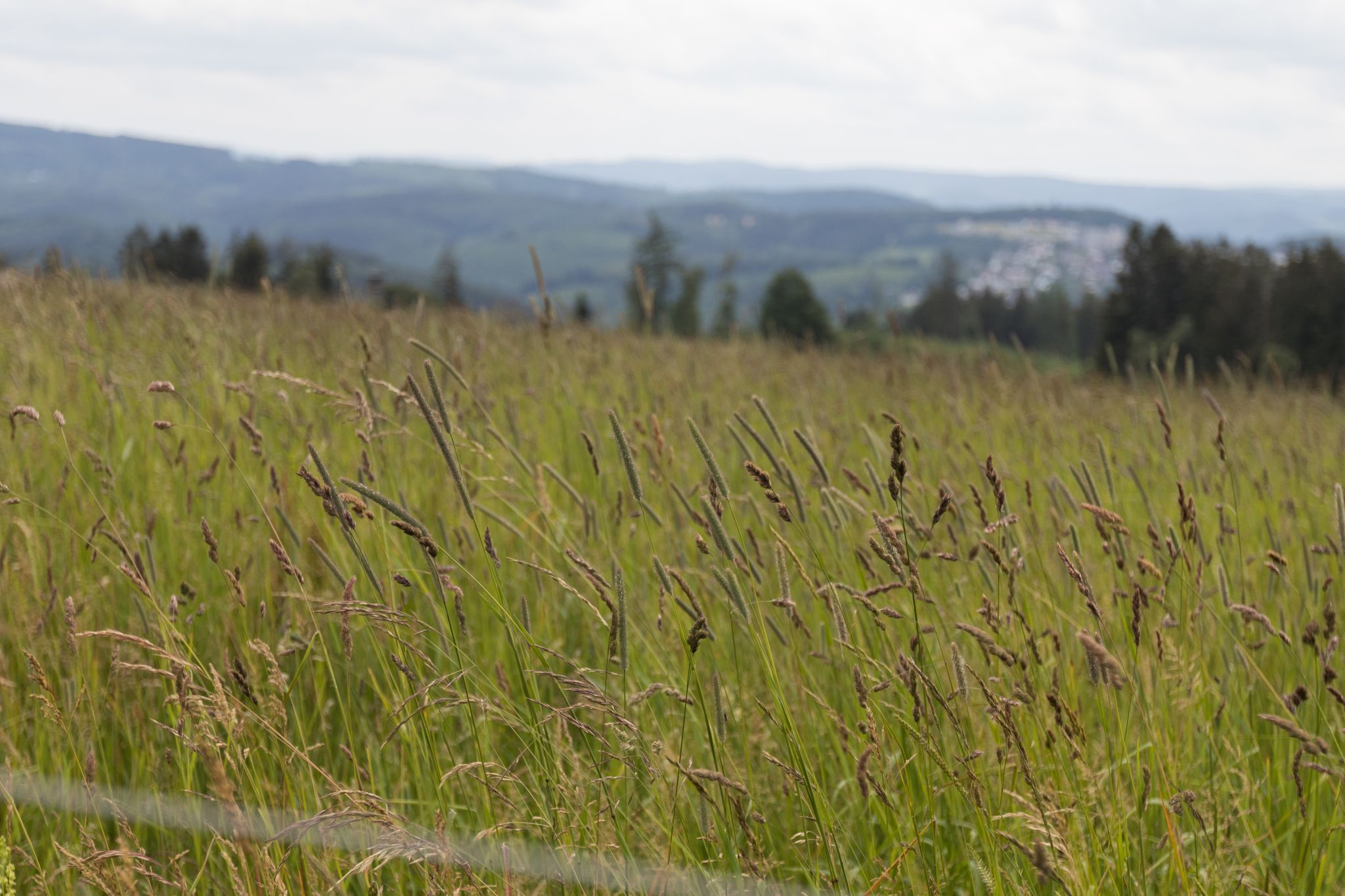 Sauerland Hegenscheid View, Germany